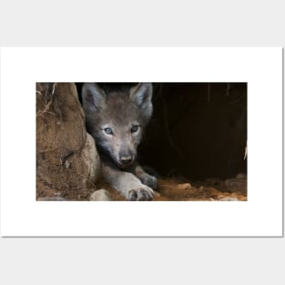 Young Gray Wolf Posters and Art